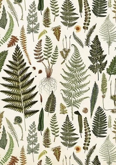 Picture of Skona Ting Karnet ST428 B6 + koperta Paprotki