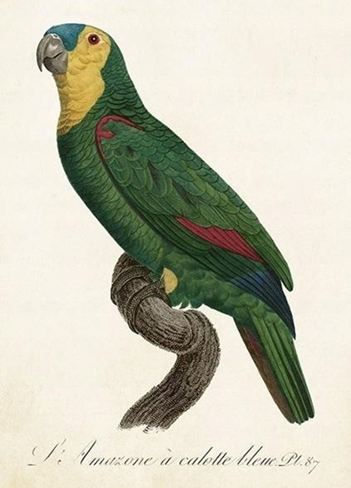 Picture of Skona Ting Karnet ST452 B6 + koperta Papuga