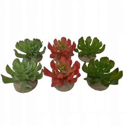 Изображение Sukulent Echeveria 1, ozdoba do terrarium, mix kolorw, 8,5x8x5,8 cm