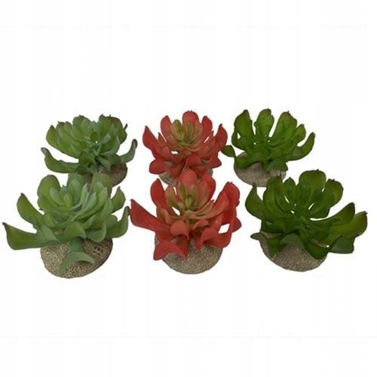 Picture of Sukulent Echeveria 1, ozdoba do terrarium, mix kolorw, 8,5x8x5,8 cm
