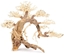 Picture of Tonce drzewo Bonsai nr 13  45x30