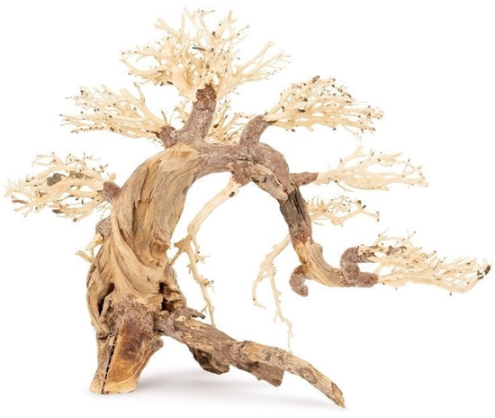 Picture of Tonce drzewo Bonsai nr 13  60x40