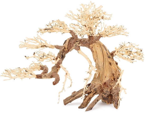 Picture of Tonce drzewo Bonsai nr 13 70x50