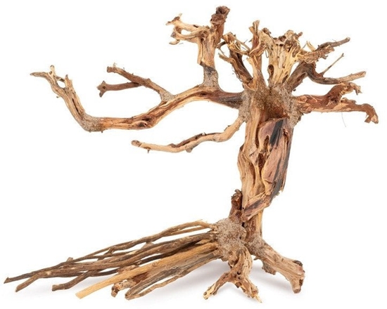 Picture of Tonce drzewo Bonsai nr 14 40x30