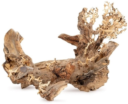 Picture of Tonce drzewo Bonsai nr 50 50x40