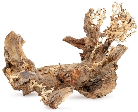 Picture of Tonce drzewo Bonsai nr 50 70x50