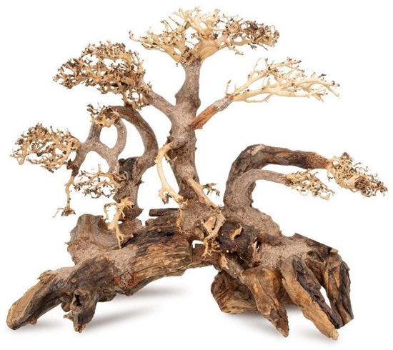 Изображение Tonce drzewo Bonsai nr 59 80x45