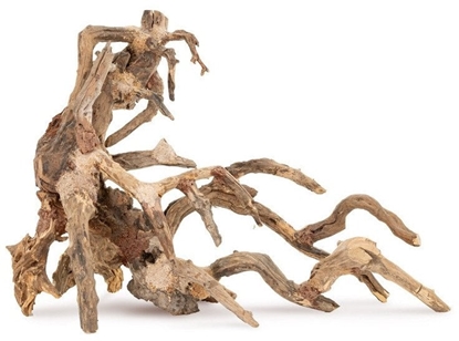 Picture of Tonce drzewo Bonsai nr 64 50x40