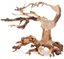 Изображение Tonce drzewo Bonsai nr nr 24 20x15