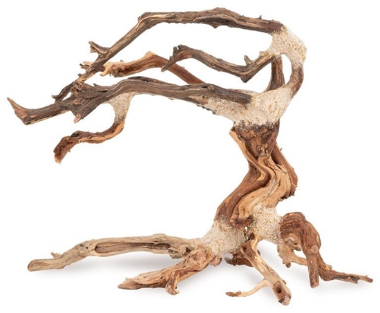 Picture of Tonce drzewo Bonsai nr nr 24 35x25