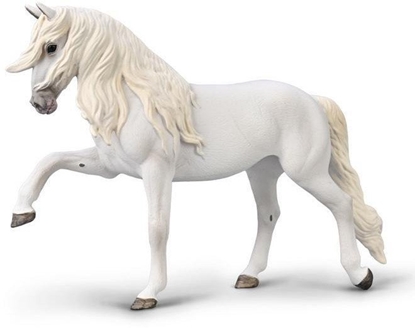 Picture of Klacz lipicaska chód hiszpaski