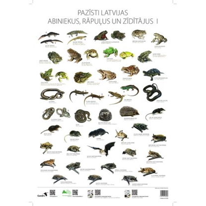 Picture of Pazīsti Latvijas abiniekus, rāpuļus un zīdītājus I