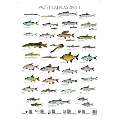 Picture of Pazīsti Latvijas zivis I