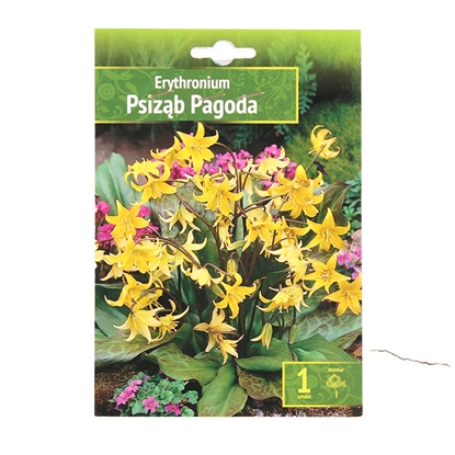 Picture of Sīpolpuķes Eritronijas Pagoda