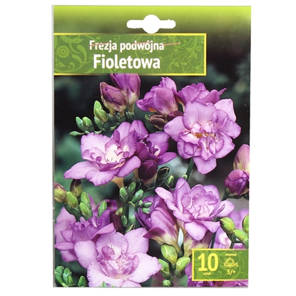 Picture of Sīpolpuķes Frēzijas pildītas violetas 5+ 10gab.