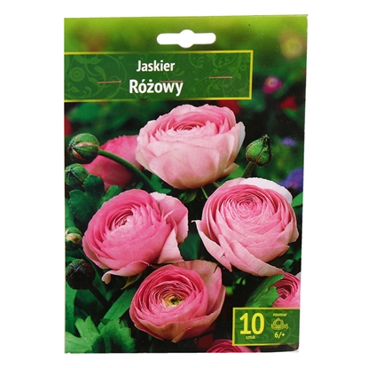 Picture of Sīpolpuķes Gundegas rozā 6 + 10gab