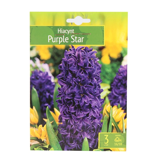 Picture of Sīpolpuķes Hiacintes PURPLE STAR 16/18 3gab.