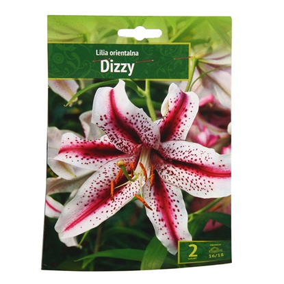 Picture of Sīpolpuķes Lilijas Austrumu Dizzy 16 18 2gab