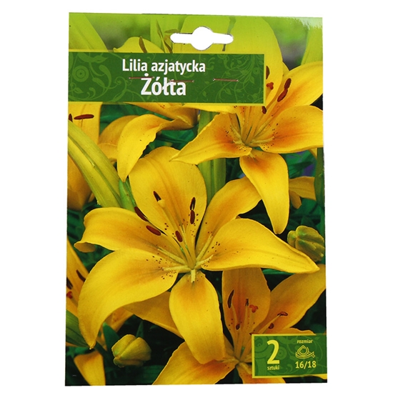 Picture of Sīpolpuķes Lilijas Āzijas dzeltenas 16/18 2gab.