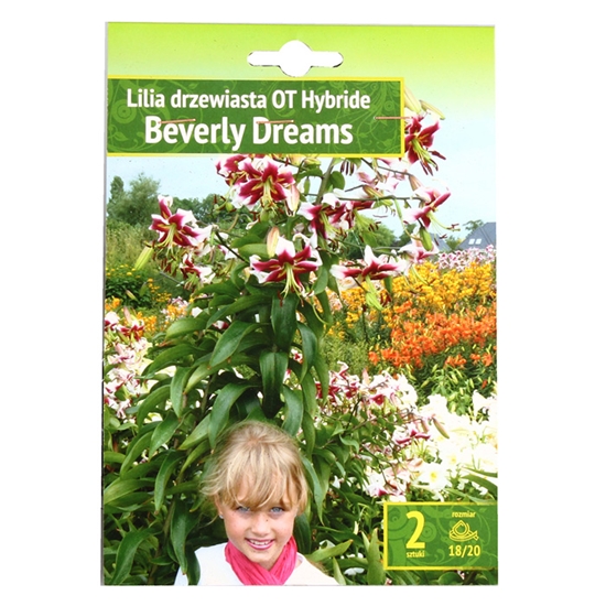 Picture of Sīpolpuķes Lilijas Beverly Dream 18/20 2gab.