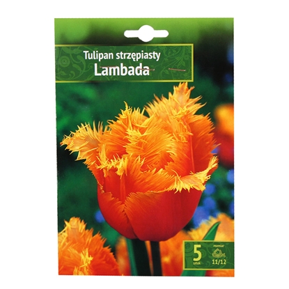Picture of Sīpolpuķes Tulpes Lambada 11/12 5gab.