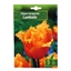Picture of Sīpolpuķes Tulpes Lambada 11/12 5gab.