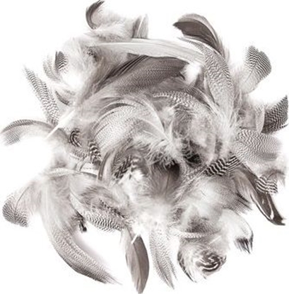 Attēls no DP Craft PIÓRA KACZE 5-12 CM, 5 G Dalprint