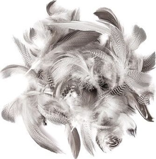 Picture of DP Craft PIÓRA KACZE 5-12 CM, 5 G Dalprint