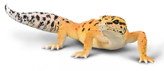 Picture of Gekon tygrysi