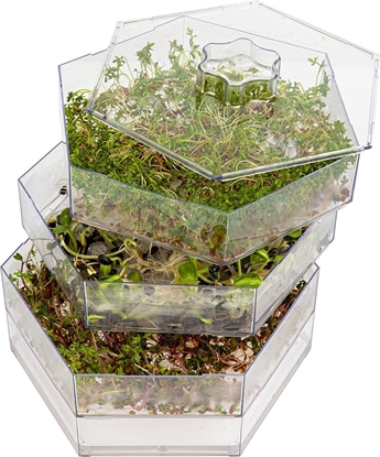 Picture of Browin Kiekownica wielopoziomowa Nieze Zióko Zestaw