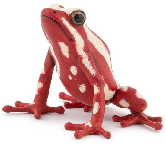 Picture of Drzewoaz karowaty