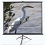 Picture of Elite Screens | Tripod Series | T100UWV1 | Diagonal 100 " | 4:3 | Viewable screen width (W) 203 cm | Black