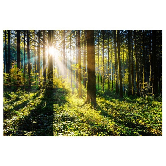 Picture of Foto glezna 80x120 Sunny Forest