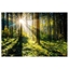 Изображение Foto glezna 80x120 Sunny Forest