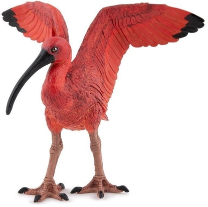 Picture of Ibis szkaratny