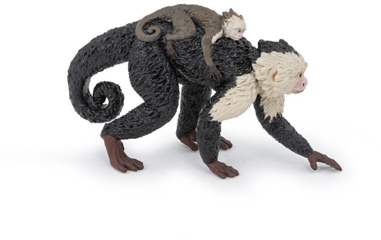 Picture of Kapucynka