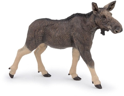 Picture of Klpa - samica osia