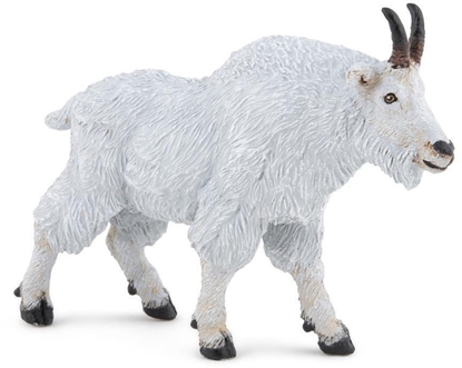 Picture of Koza kandyjska