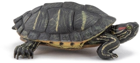 Picture of ów z Florydy