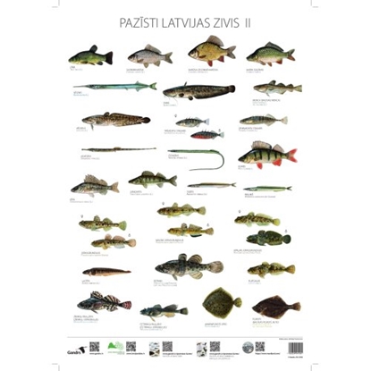 Picture of Pazīsti Latvijas zivis II