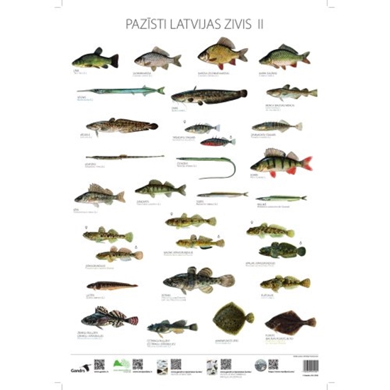 Picture of Pazīsti Latvijas zivis II