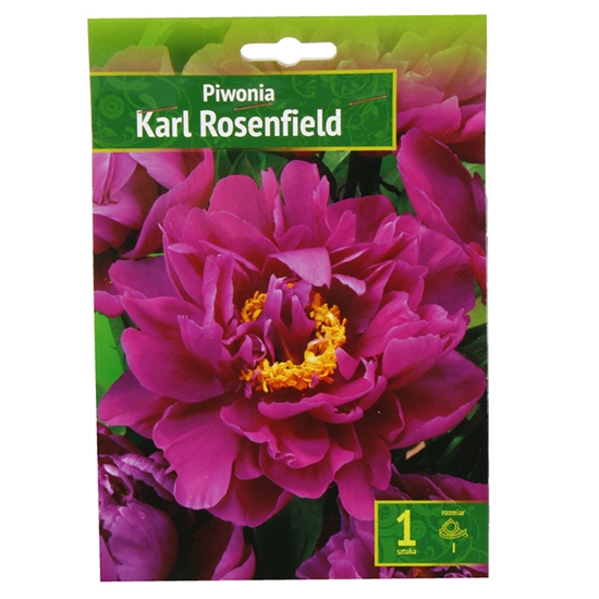 Picture of Sīpolpuķe Peonijas Karl Rosenfield 1gab.