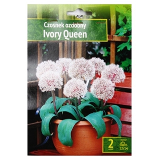 Picture of Sīpolpuķes Dek.sīpols Ivory Queen 2gab.