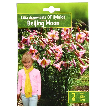 Picture of Sīpolpuķes Lilijas Beijing Moon 16/18 2gab.