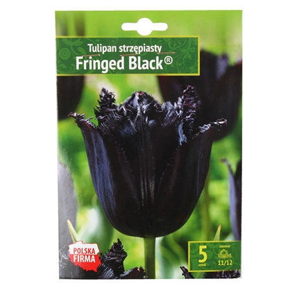 Picture of Sīpolpuķes Tulpes bārkšziedu Firnged melnas 11/12 5gab.