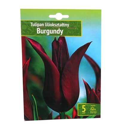 Picture of Sīpolpuķes Tulpes Burgundy 11/12 5gab.