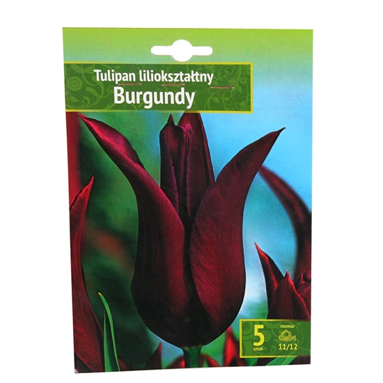 Picture of Sīpolpuķes Tulpes Burgundy 11/12 5gab.