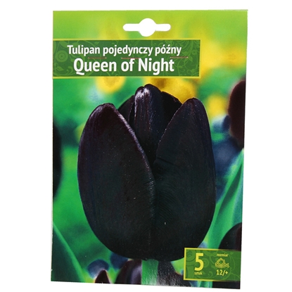 Picture of Sīpolpuķes Tulpes Queen of night 12/+ 5gab.