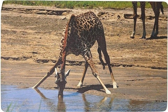 Picture of Adar Podkadka na biurko piankowa yrafa 60x40cm