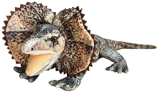 Picture of Agama 65cm